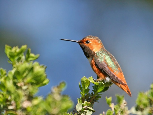 allens-hummingbird